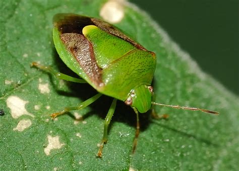 Green Stink Bug Plautia Affinis