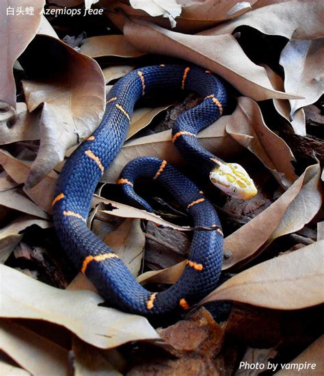 Snake Snake Species List Types Of Snakes Happyserpent People