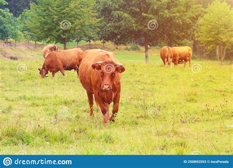 Herd Of Brown Cows On A Summer Green Meadow Black Forest Germany