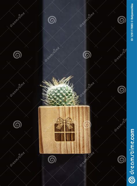 Small Cactus Succulents In Pot Stock Image Image Of Background