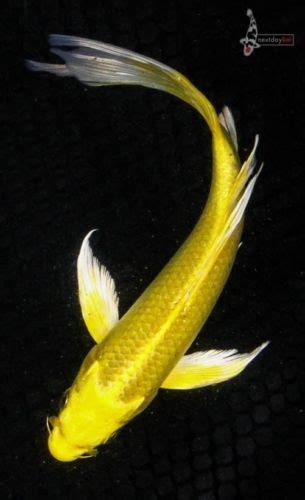 7 Yamabuki Ogon Butterfly Fin Koi Live Fish Nextdaykoi Ndk With Images