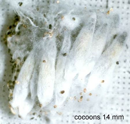 http://www.ukmoths.org.uk/species/yponomeuta-malinellus/cocoons/