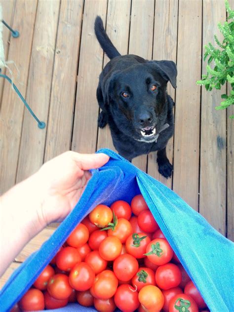 Are Dogs Allowed To Eat Tomatoes One Top Dog