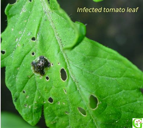 Top 8 Pests Of Tomatoes