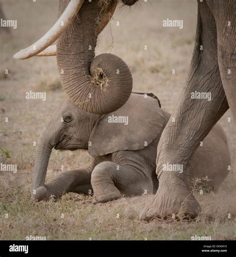 Elephant Lying Down Hi Res Stock Photography And Images Alamy