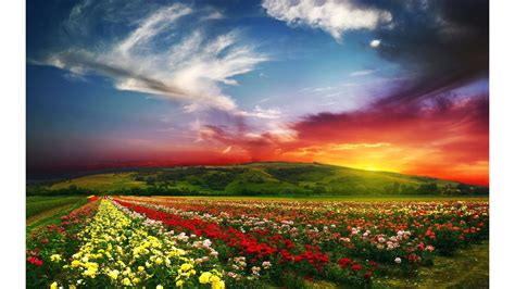 🔥 Download Colorful Spring Flowers 4k Nature Wallpaper By Danielleb97