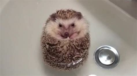 High quality hedgehog bath gifts and merchandise. Why did the hedgehog get in the sink? Prickly creature is ...