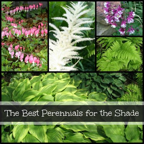 8 Best Perennials To Plant In A Shade Garden Dengarden