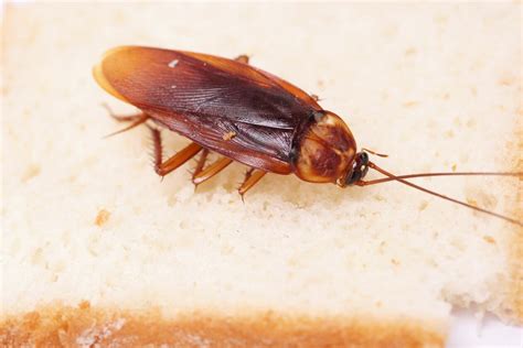 Images Of Roach Japaneseclassjp