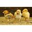 Chicks 5179055 1280  Miller Manufacturing Company Blog