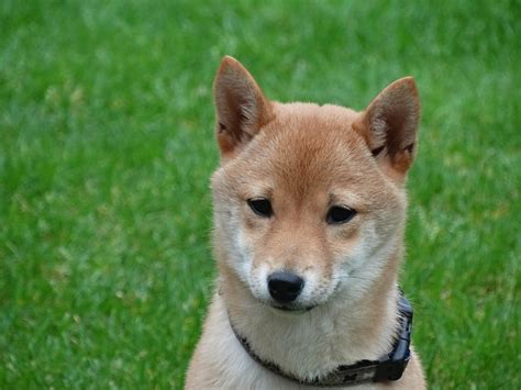 Shiba Inu A Natural Monument Of Japan Dog Breed Answers