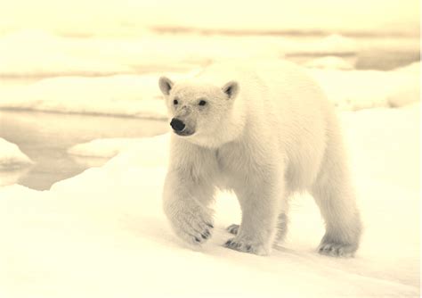 Interesting Facts Save The Polar Bears