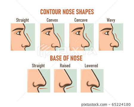 This can be done by raising, lowering or lengthening the upper frame by changing the brow shape. Contour nose shapes. Base of nose. Different... - Stock Illustration 65224180 - PIXTA