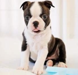 You will want to know their dam's name, birth. 8 Best Boston Terrier Breeders in Illinois! (2021) - We Love Doodles
