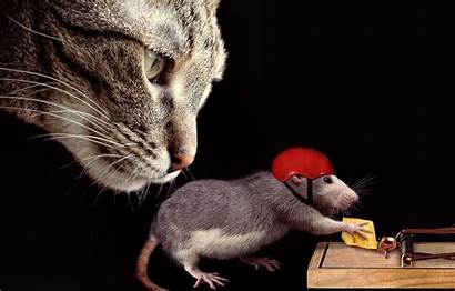 Rat Gotcha Cat Cheese Face Situation Mousetrap
