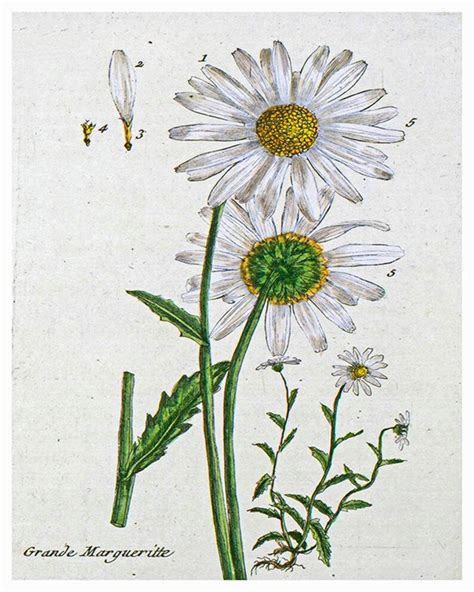 Botanical Flowers Print Vintage Daisy Art Illustration Etsy