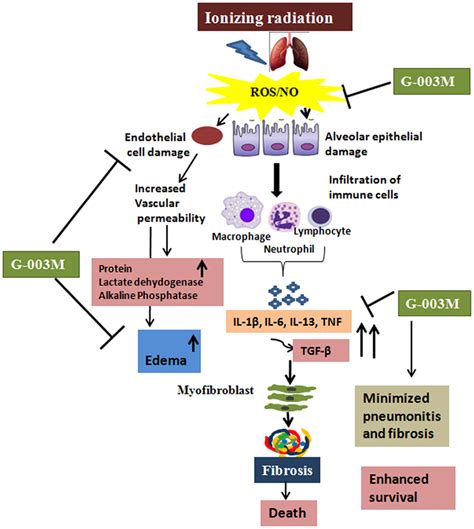 Frontiers A Combination Of Podophyllotoxin And Rutin Alleviates