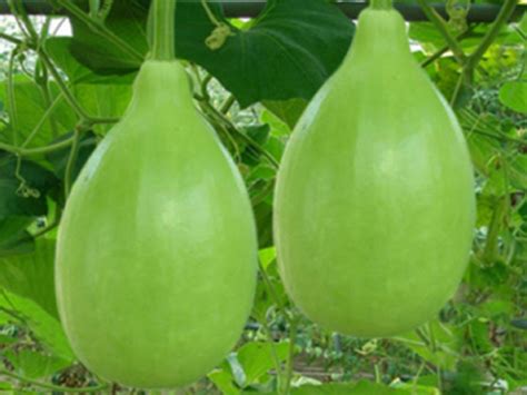 We literally have thousands of great products in all product categories. Bottle Gourd | CrosField Agro Uzbekistan