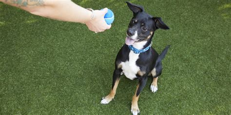 How Much Does A Petco Dog Trainer Make