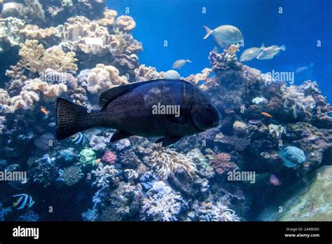 Coral Reef In The Red Sea Stock Photo Alamy