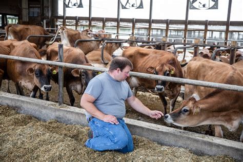 Is Dairy Farming Cruel To Cows The New York Times