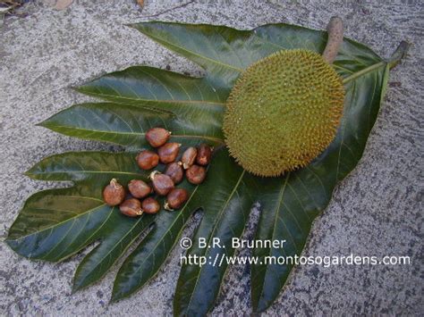 Breadnut Artocarpus Camansi Seeds Montoso Gardens