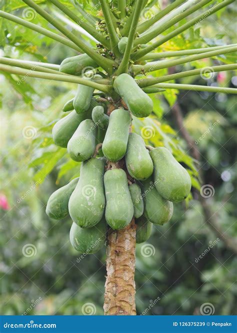 Holland Papaya Fruit And Vegetable Stock Image Image Of Blunk