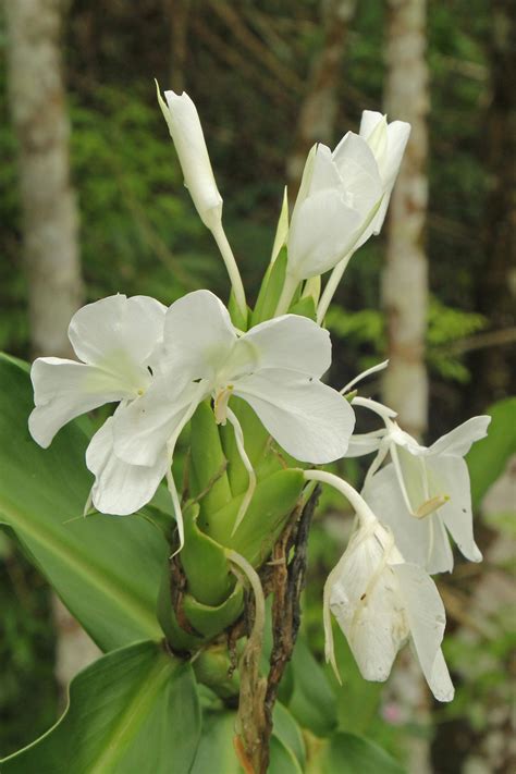 The National Flower Of Cuba Is The White Ginger Lily Ginger Was