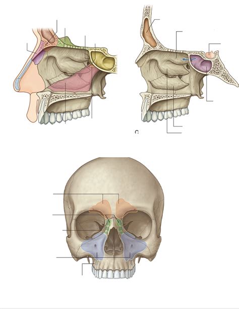 Ap Heent Ent Anatomy Pt 3 Diagram Quizlet