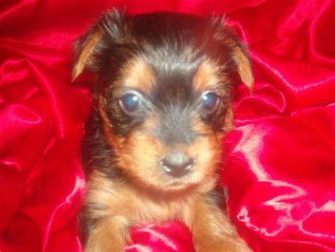 We did not find results for: Adorable Yorkie Puppies - 6 weeks old for Sale in ...