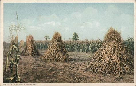 A Corn Field In Kansas Postcard