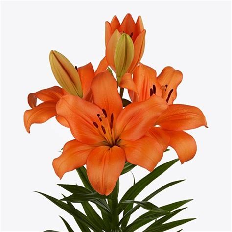 LILY LA CANTELLO 90cm 3 Wholesale Dutch Flowers Florist Supplies UK
