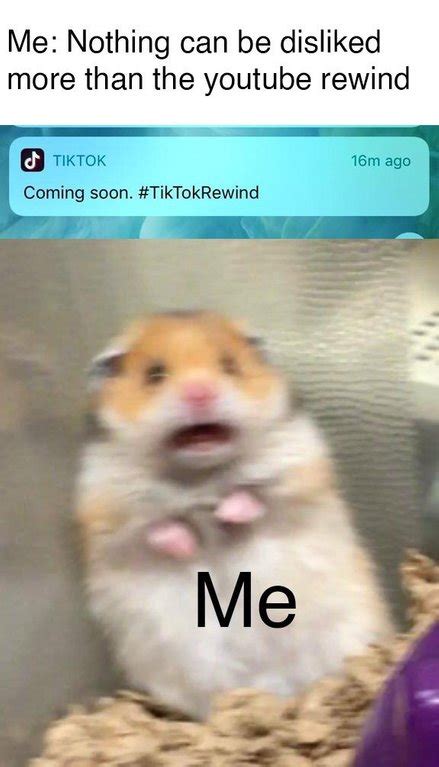 Tiktok Rewind Scared Hamster Know Your Meme