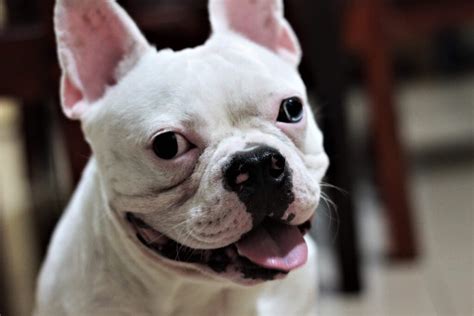 Why Does French Bulldog Suffer From Pimples All About Frenchies