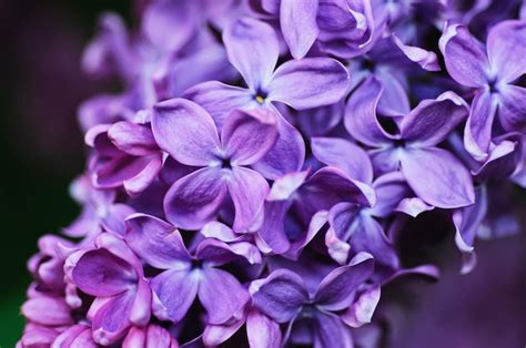 Premium Photo Macro Image Of Spring Lilac Violet Flowers Floral