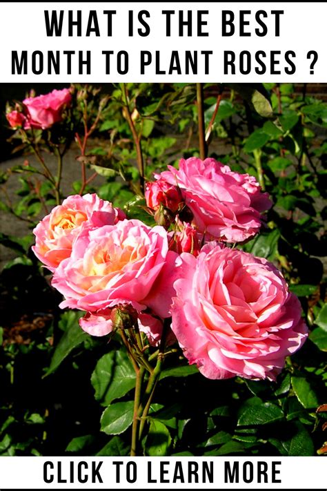 What Is The Best Month To Plant Roses Plant Roses Plants Plant Rose
