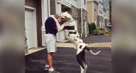 El Abrazo De Un Perro A Su Dueño Será Lo Más Tierno Que Verás Hoy