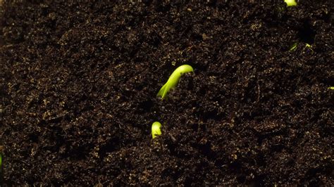 Seed Growing Time Lapse Stock Video Footage For Free Download