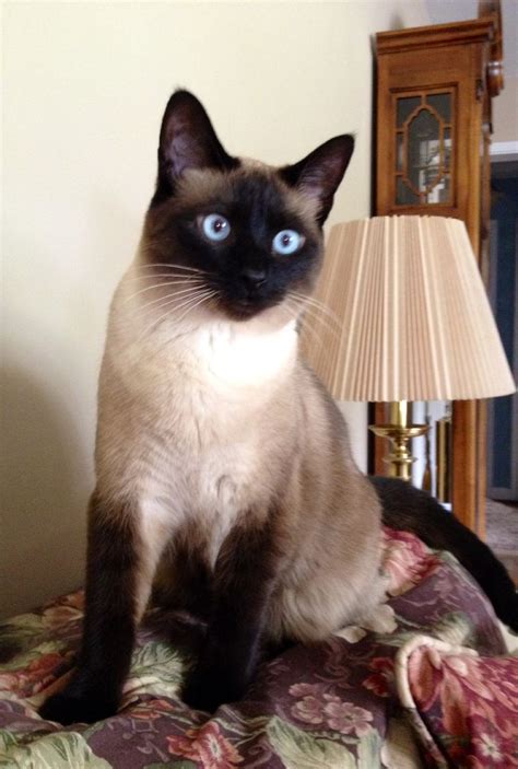 1764 Best Images About Siamese On Pinterest