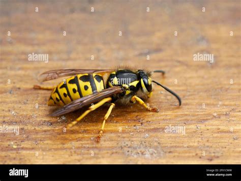Wasp On A Brown Wooden Background Insect Close Up Macro Photography