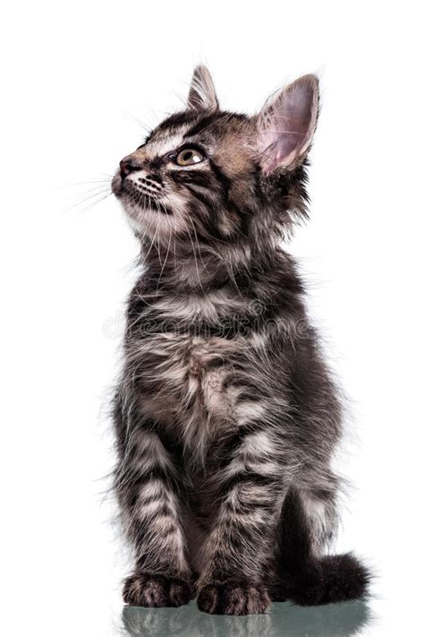 Cute Furry Kitten Looking Up Stock Photo Image Of Nose
