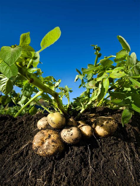 How To Grow Potatoes Growing Potatoes Guide