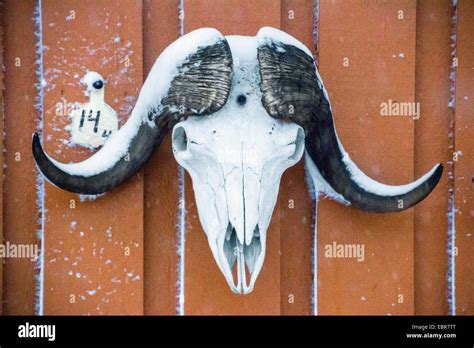 Muskox Skull Hi Res Stock Photography And Images Alamy