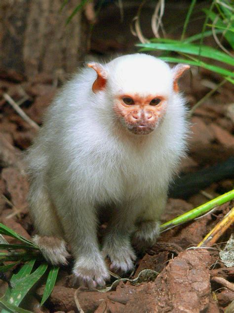 Zoo De Beauval Macaques 15 Albino Primates Cousins New World