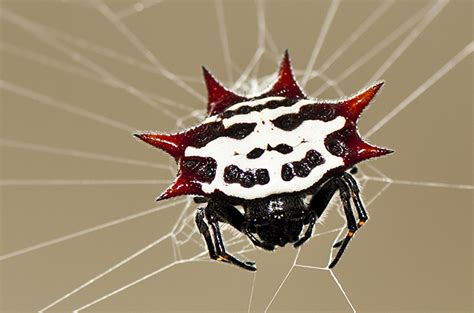 Brown Recluse Spider Florida House Spiders Fabiola Gilchrist