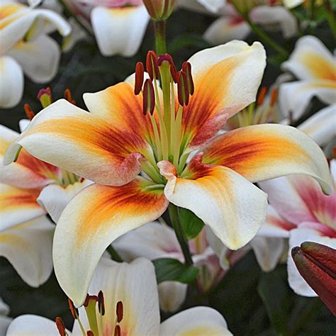 Lilies Lily Flowers Lily Bulbs Lily Gardens And More White Flower Farm