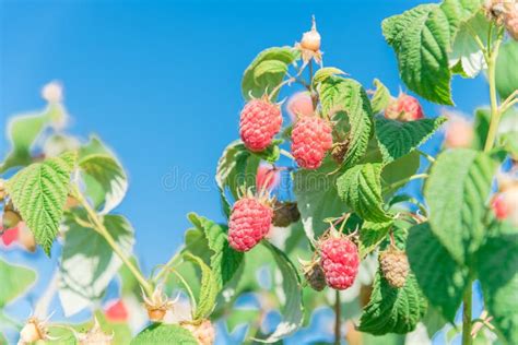 Lookup View Ripe Raspberries On Tree Branches In Clear Blue Sky In