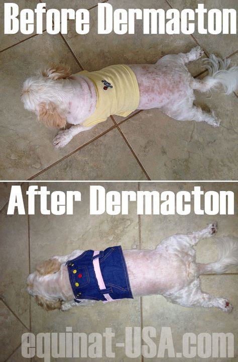 Dermacton Reviews Dermacton Before And After Natural Treatment Dog Skin