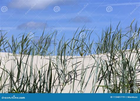 Wild Grasses Grow On Sandy Dunes Stock Image Image Of Beautiful