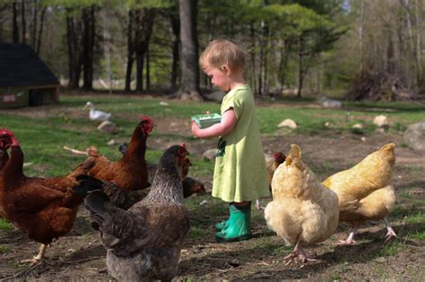 Baby formulas come in three forms, namely: Grow Your Own Chicken Feed For Ten Percent Of The Cost Of ...